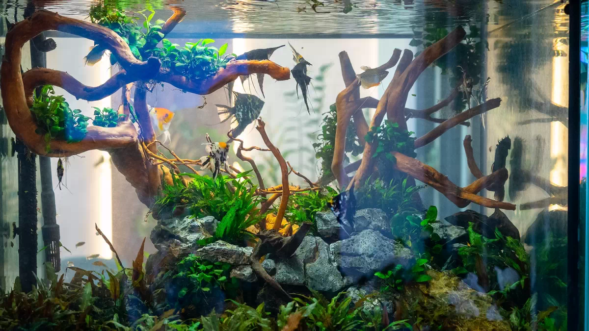 Acvariu Clinica Dental CATTED.jpg